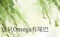 这只omega有尾巴铅笔小说